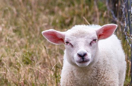 sheep-1508625_640 (1).jpg